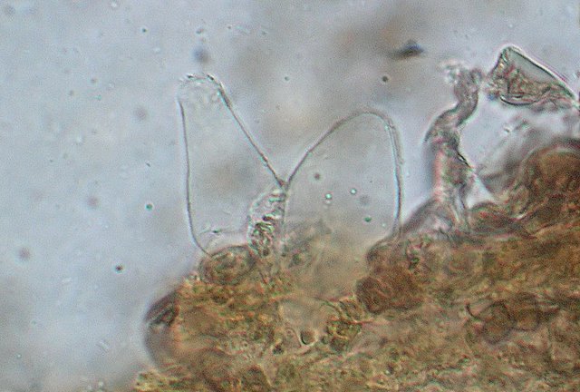 Inocybe??? dal giardino di Paolofon